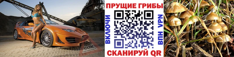 закладка Полярный Галлюциногенные грибы Cubensis